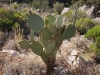 Up-close image of Prickly Pear Cactus (edible)